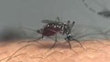 France sees record spike in chikungunya cases as tiger mosquito spreads