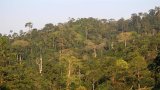 Concerned Youth of Akyem Sagyimase warn of imminent destruction of Atewa Forest by illegal miners