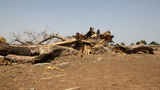 Baobab: Tree of life dying as climate change ravages Northern Ghana