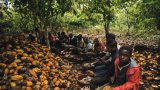 Hershey, Nestle, other cocoa companies defeat appeal of child slavery lawsuit