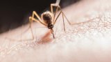 First malaria treatment for babies approved for use