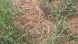 Man allegedly murdered, buried under dried grass at Gomoa Mamfam