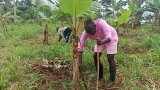 Abuakwa South MP works on farms during recess, promotes farming over destructive galamsey