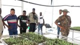 National Service Authority farms over 5,000 acres of maize to support government’s ‘Feed Ghana’ (…)