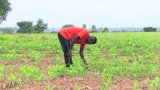 Delayed rains, poor sales discouraging Ejura maize farmers to plant next season