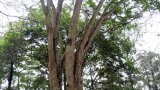 Illegal mining, farming push indigenous trees to the brink