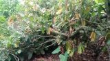Prabon cocoa farmers cut down cocoa trees to make way for rice farms