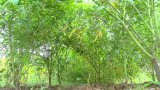 Scientists make case for intercropping amidst climate change impacts