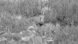 Man, 30, found dead in stagnant water at Juaboso
