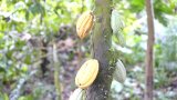 Western North Region: Cocoa farmers call for govt’s support to protect lands against galamsey