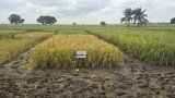 CSIR raises alarm over seed shortage threatening Ghana’s 24-Hour farming policy