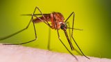 10 Most Dangerous Animals in the World