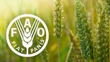 FAO identifies priorities to enhance coherence between water governance and agrifood systems