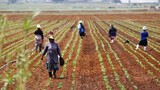 Africa continues to lag behind other regions in farm power – FAO