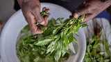 Forgotten ‘weeds’ prove a culinary hit in Kenya