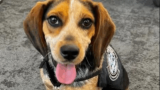 Egyptian man kicks customs dog airborne at Washington DC airport