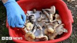 Deadly mushroom lunch cook tells court she threw up toxic meal
