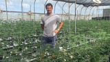 Caribbean cannabis growers eye budding domestic sales and exports