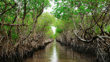 Ghana’s mangroves under threats – Hɛn Mpoano calls for urgent national rescue