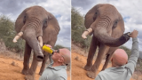 Tourist pouring beer down elephant’s trunk in Kenya sparks anger