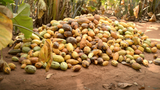 Government did not engage cocoa farmers before announcing reforms – Issifu Issaka