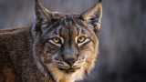 Danish zoo asks for unwanted pets to feed its predators