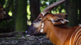 Kenya receives 17 rare antelopes from the US