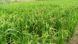 Upland rice from CSIR-CRI offers hope for local farmers and Ghana’s rice economy