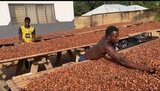 Cocoa smuggling fueled by delayed payment by COCOBOD – Farmers