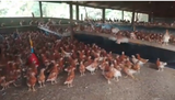 Nkokɔnkitinkiti Poultry Programme: MCE calls on beneficiaries to ensure proper care