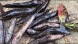 Gov’t imposes temporary fishing ban in Ellembelle after fish disease outbreak