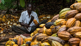 Licensed Cocoa Buyers Association cautions against policy inconsistency in Ghana’s cocoa industry
