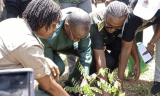Bono East Region set to plant over 700,000 trees – Minister