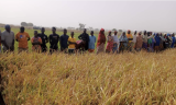 CSIR-SARI introduces drought-tolerant, high-yielding rice varieties to farmers