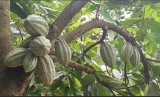 Cocoa farmers urged to save during peak harvest to avoid debt