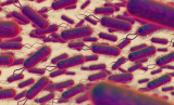 Migrating to Europe changes gut bacteria and raises heart disease risk – study finds