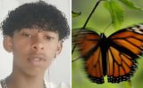 Teen dies after injecting himself with butterfly remains