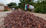 Ivory Coast considers following Ghana with cocoa farm gate price cut, sources say